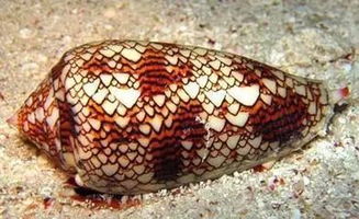 這些淺海的海洋生物,原來(lái)這么毒