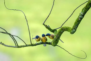 2019觀鳥大年六月優秀作品集